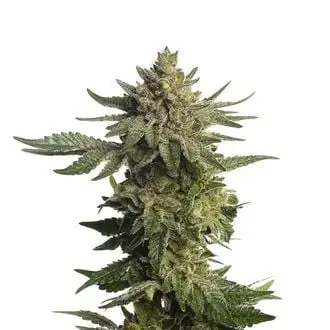Green Magic cannabis seeds