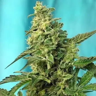 Green Poison - F1 Fast Version cannabis seeds by Sweet Seeds