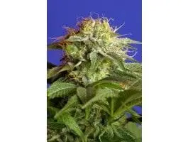 Green Poison F1 Fast cannabis seeds
