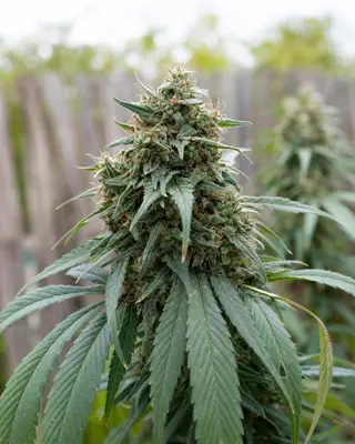 Green Poison Fast Version cannabis seeds
