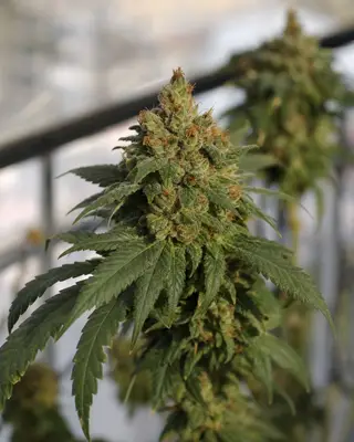 Green Poison Triploid cannabis seeds