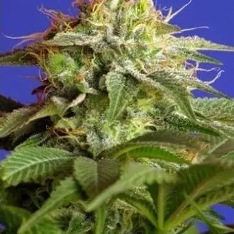 Green Poison cannabis seeds