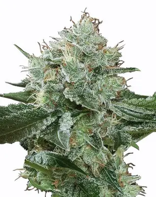 Green Spirit cannabis seeds