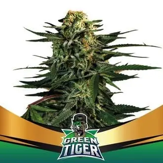 Green Tiger cannabis seeds by BSF Seeds