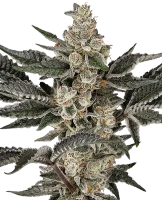 Gremlin's Breath cannabis seeds