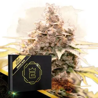 Grizzly Glue cannabis seeds by Zamnesia Seeds