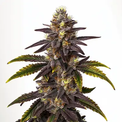 Gruntz cannabis seeds by Blimburn Seeds