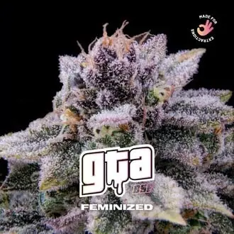 GTA cannabis seeds