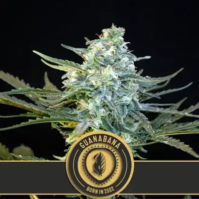 Guanabana cannabis seeds by Blimburn Seeds