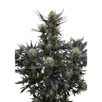 Guava Auto RF3 cannabis seeds by Fastbuds