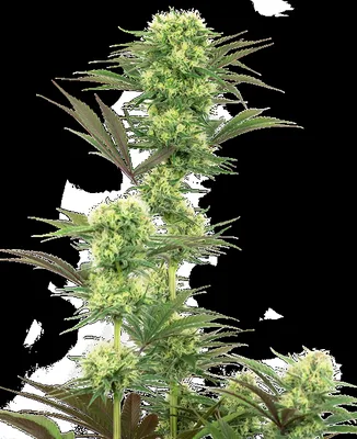 Guava Jelly cannabis seeds