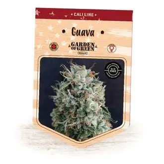 Guava cannabis seeds by Garden of Green