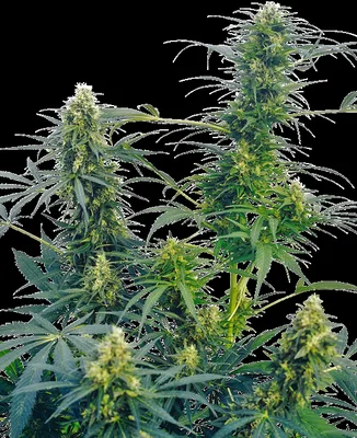 Guerrilla's Gusto cannabis seeds