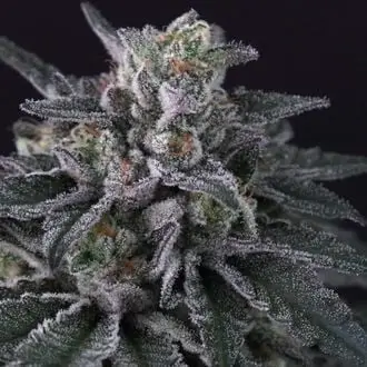 Gulupa cannabis seeds by Paradise Seeds