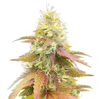 Gumbo cannabis seeds