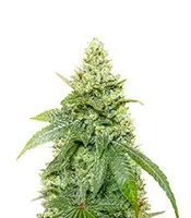 Gummy Skunk Fast Version cannabis seeds