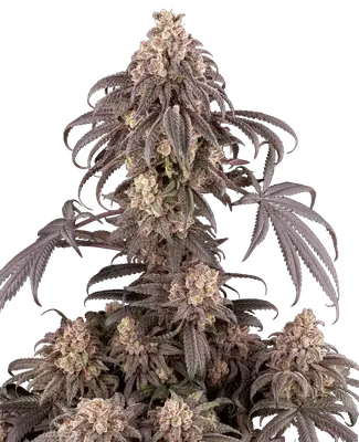 Gun Smoke cannabis seeds