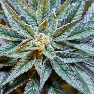 Gush Mints S1 cannabis seeds by Purple City Genetics