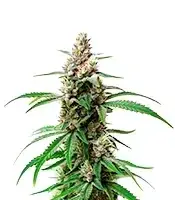 Gush Mints Strain cannabis seeds