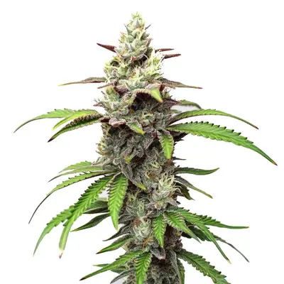 Gush Mints cannabis seeds by Blimburn Seeds