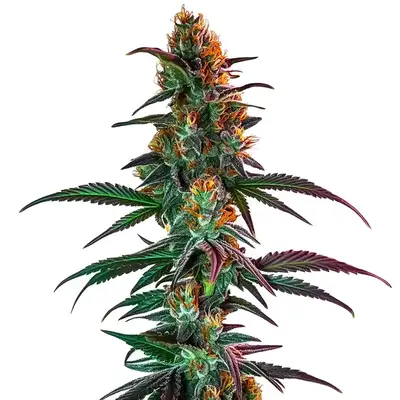 Gush Mintz x Honey Drop cannabis seeds