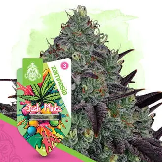 Gush Mintz cannabis seeds by Zamnesia Seeds