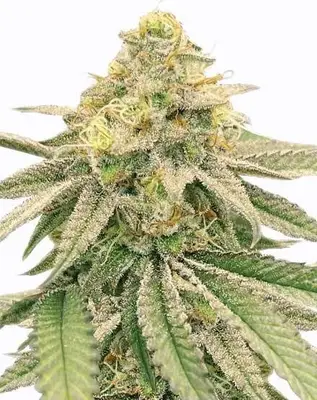Gushers cannabis seeds