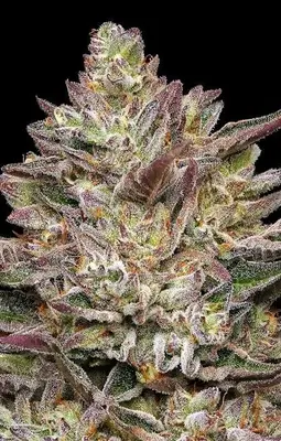 Guzzlerz cannabis seeds