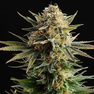 Gypsy Kush cannabis seeds