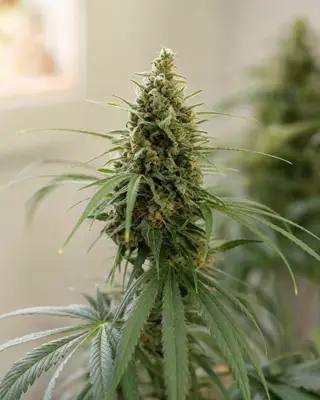 Harle-Tsu CBD cannabis seeds by Samenmeister