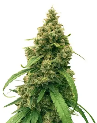 Harle-Tsu cannabis seeds