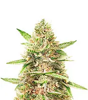 Harlequin CBD 2:1 cannabis seeds