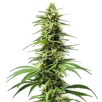 Harlequin CBD cannabis seeds by Blimburn Seeds