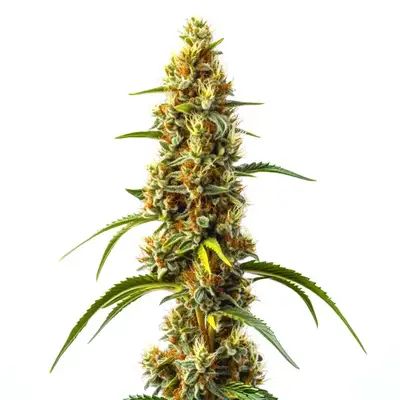Harlequin Kimbo Kush Fast Version CBD cannabis seeds