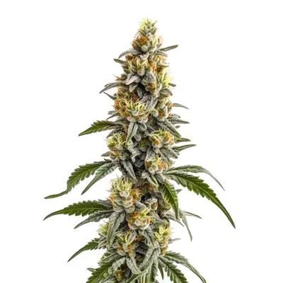 Harlequin x Bubba Kush cannabis seeds