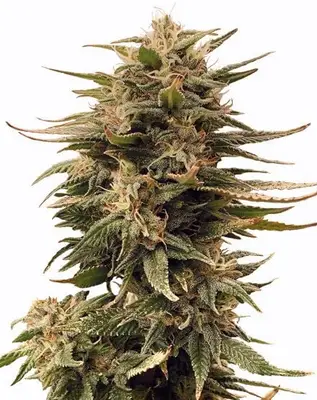 Harlequin cannabis seeds