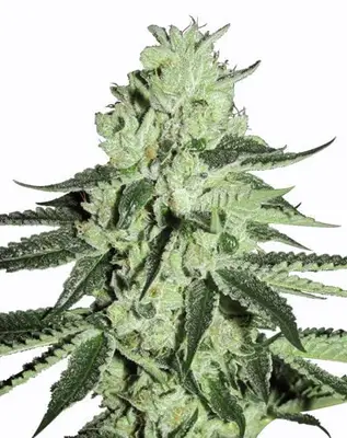 Hash Bomb cannabis seeds