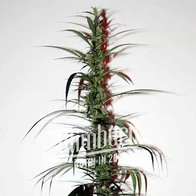 Hash Passion cannabis seeds