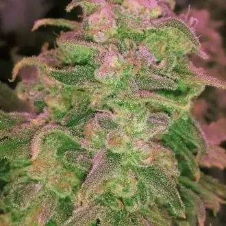 Hawaii Maui Waui cannabis seeds
