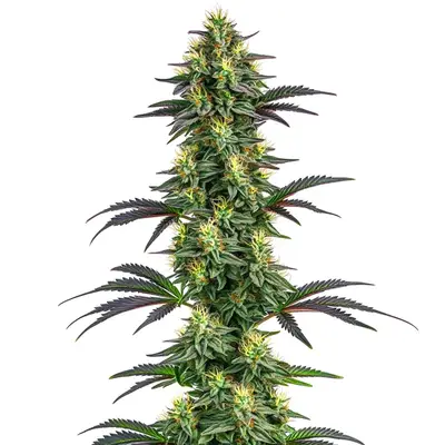 Hawaii x Purple Skunk cannabis seeds