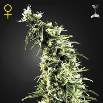 Hawaiian Snow cannabis seeds