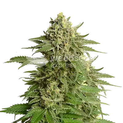 Haze #1 cannabis seeds