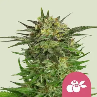 Haze Berry cannabis seeds