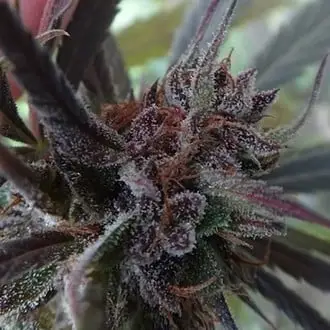 Haze x Kali China cannabis seeds