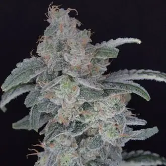 HB Dunkin'z cannabis seeds by Pure Instinto