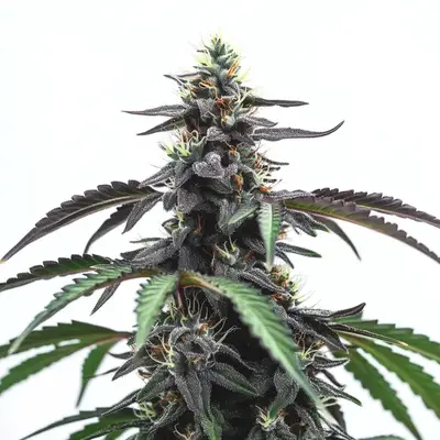 Head Band cannabis seeds by Blimburn Seeds