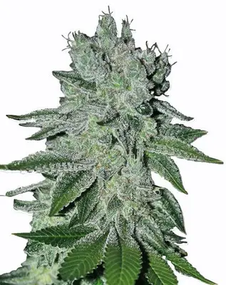Headband OG cannabis seeds