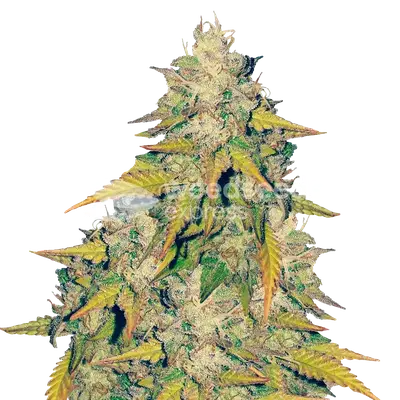 Headband cannabis seeds