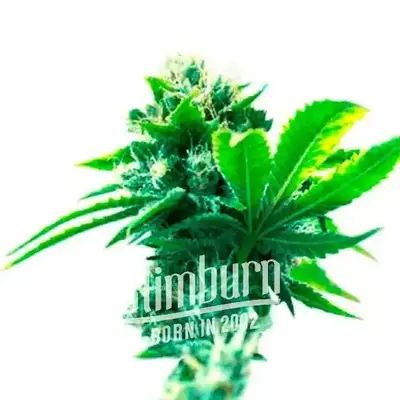 Hektol cannabis seeds by Blimburn Seeds