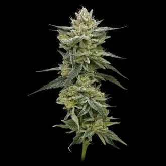 Hella Jelly cannabis seeds by Humboldt Seed Company
